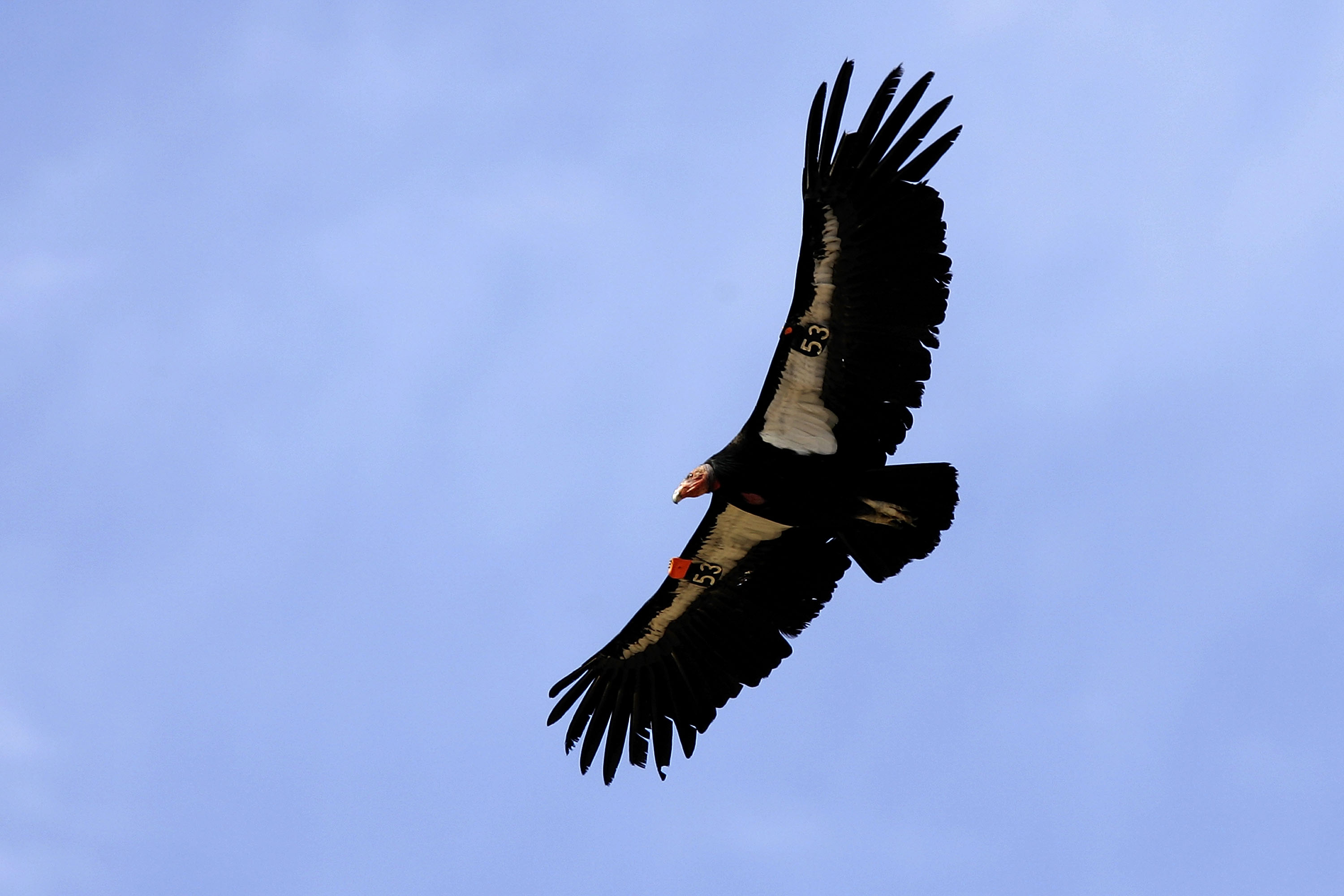 A California condor soars through the air