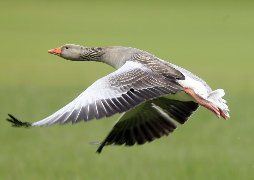 Ottawa is using drones to get rid of poisonous goose poop