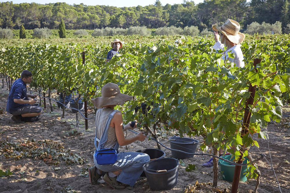 Volunteers harvesting grapes at Domaine Rouge-Bleu.