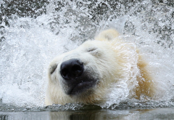A polar bear.