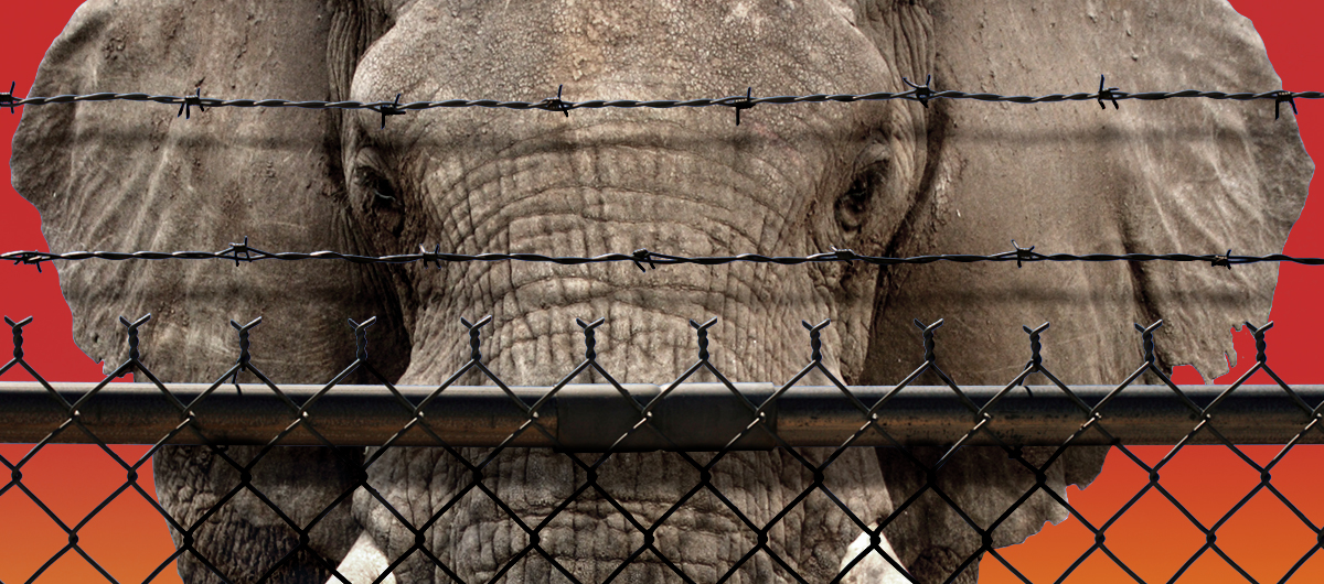 An elephant behind a fence.