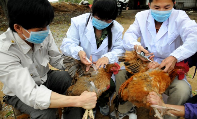 Chinese technicians vaccinate chickens