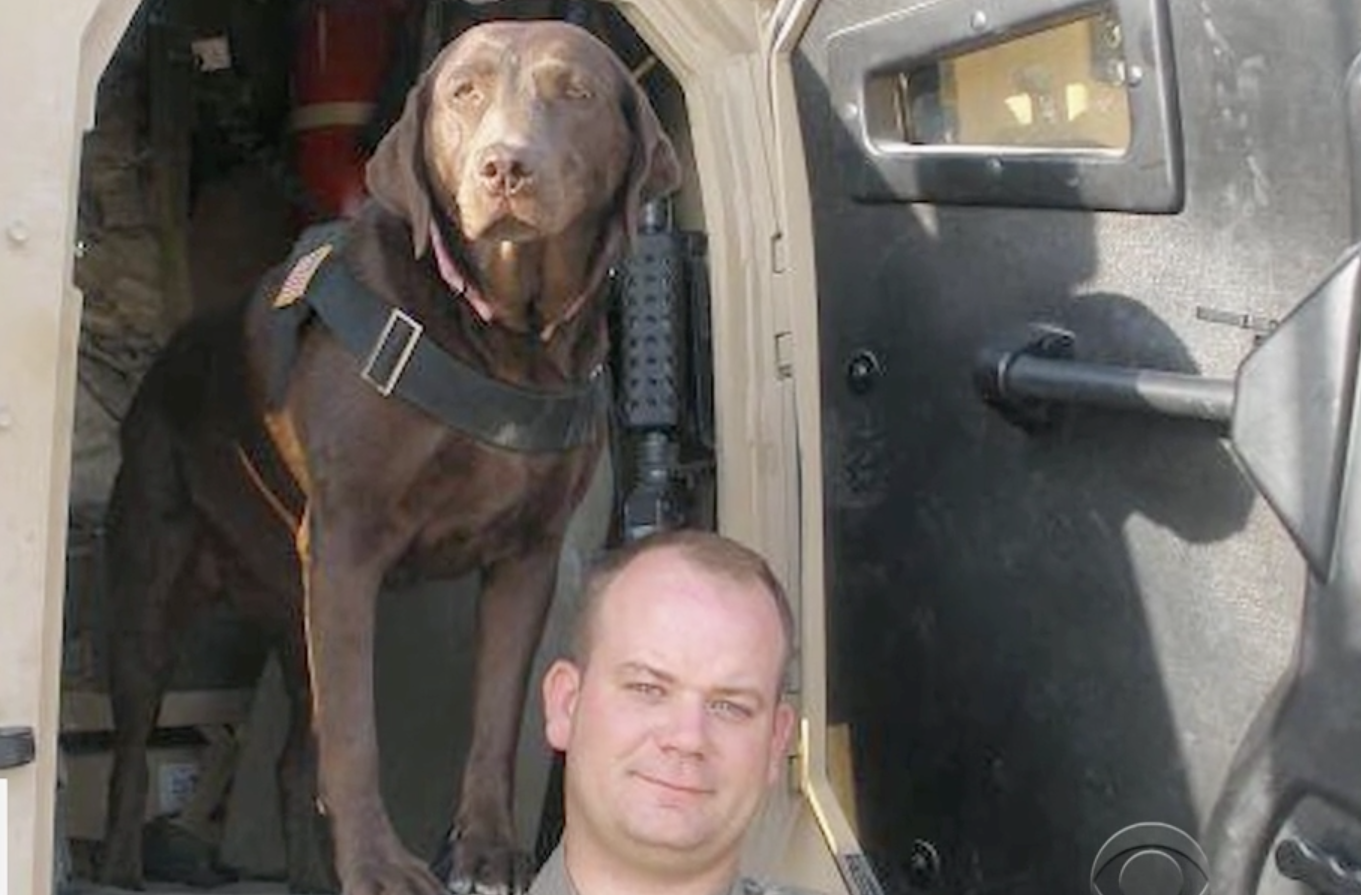 Military dog.