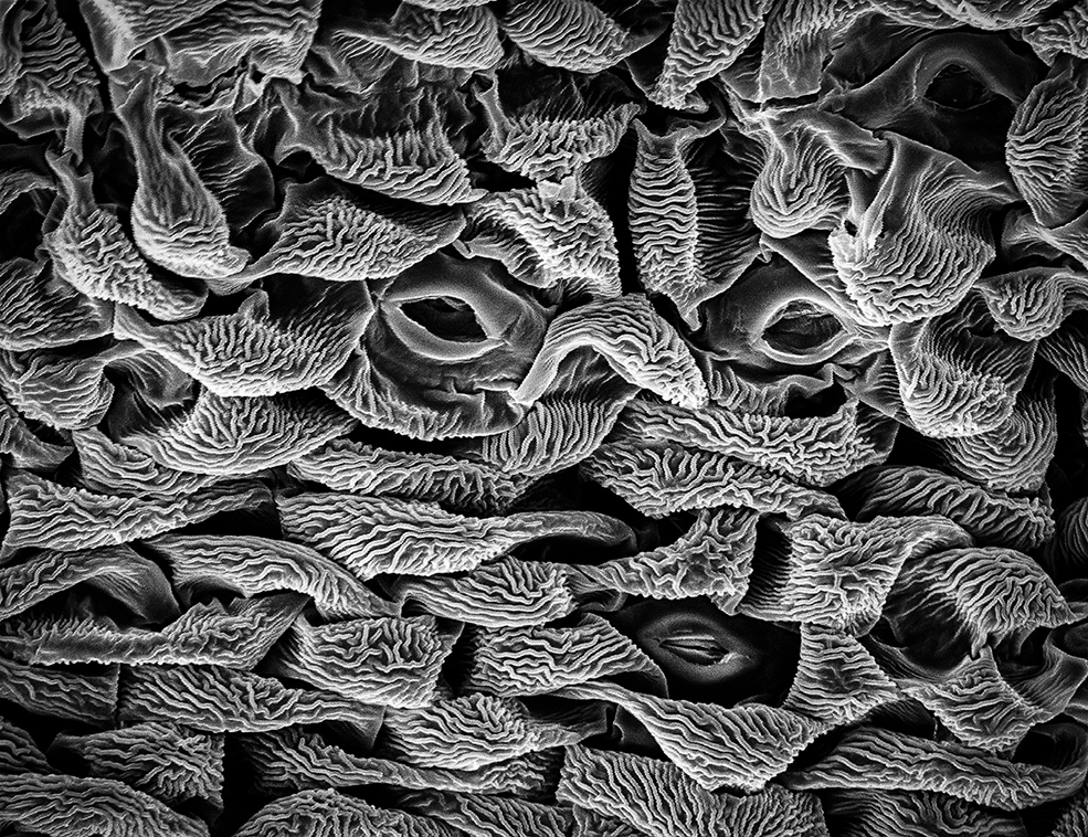 A micrograph of a camas plant