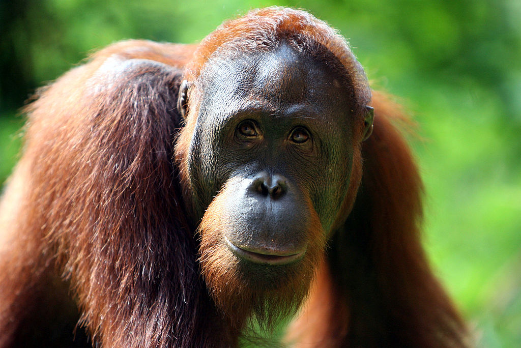 Orangutans now have their own Tinder.