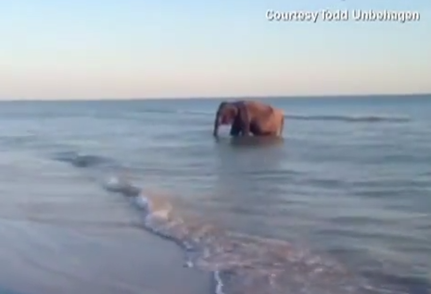 Why is there an elephant casually chilling on a Florida beach?