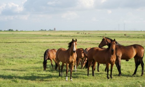 Horse slaughtering has been illegal in the U.S. for five years, but some say Americans are missing out on that income.