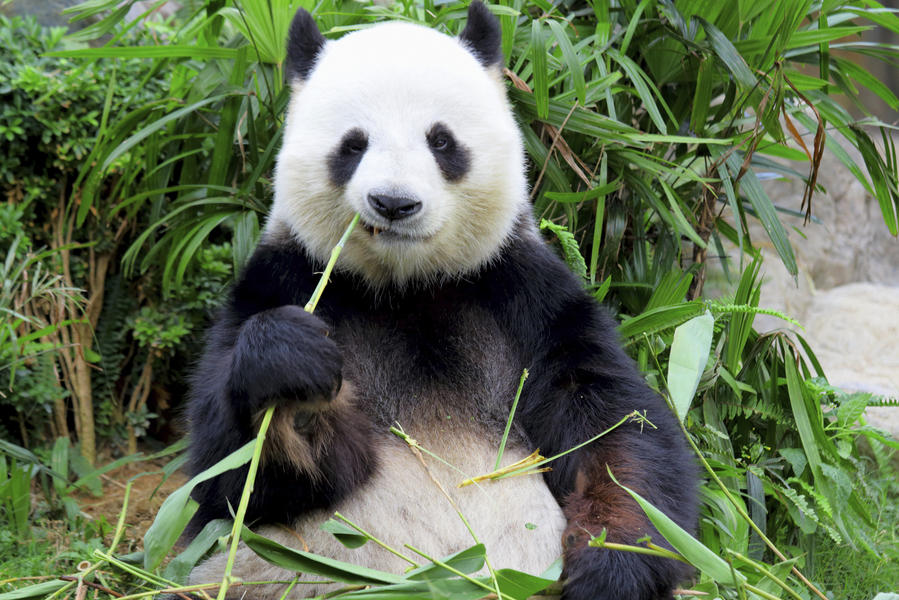 World Cup matches will be predicted by a panda