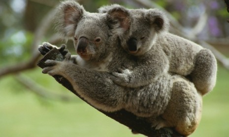 The number of Koala bears worldwide has decreased by 95 percent since the 1990s and STDs have rendered much of the remaining population infertile.