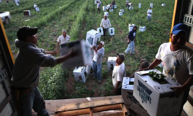 Minimum-wage-earning migrant workers load boxes at a Colorado farm in 2010.
