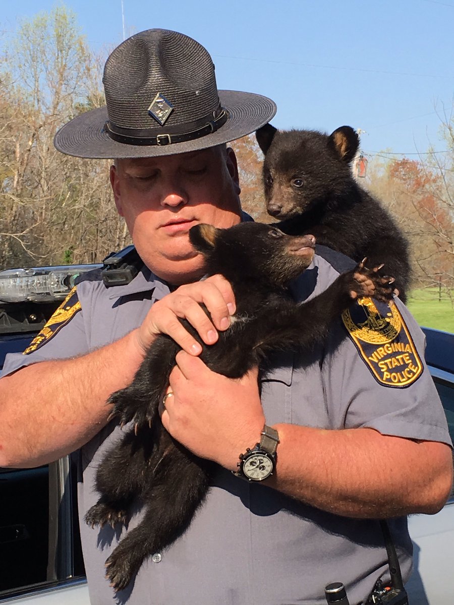 Virginia State Senior Trooper D.H. Cepelnik with the bear cubs he rescued.