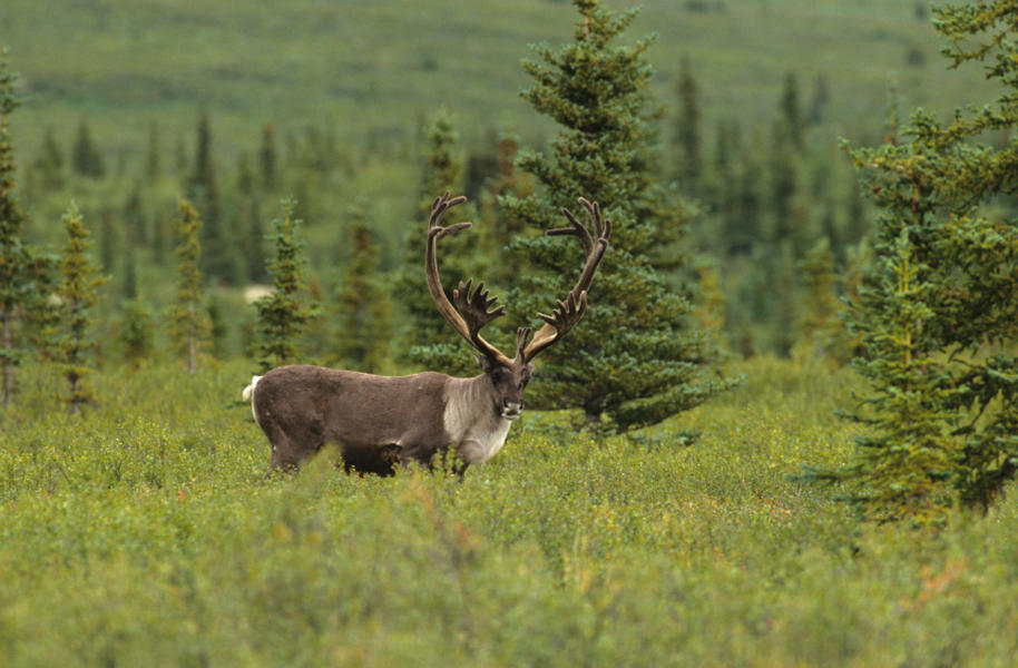 Scientists infect plants with ancient virus from caribou poop