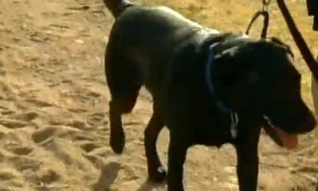 Buddy, a 3-year-old black Labrador