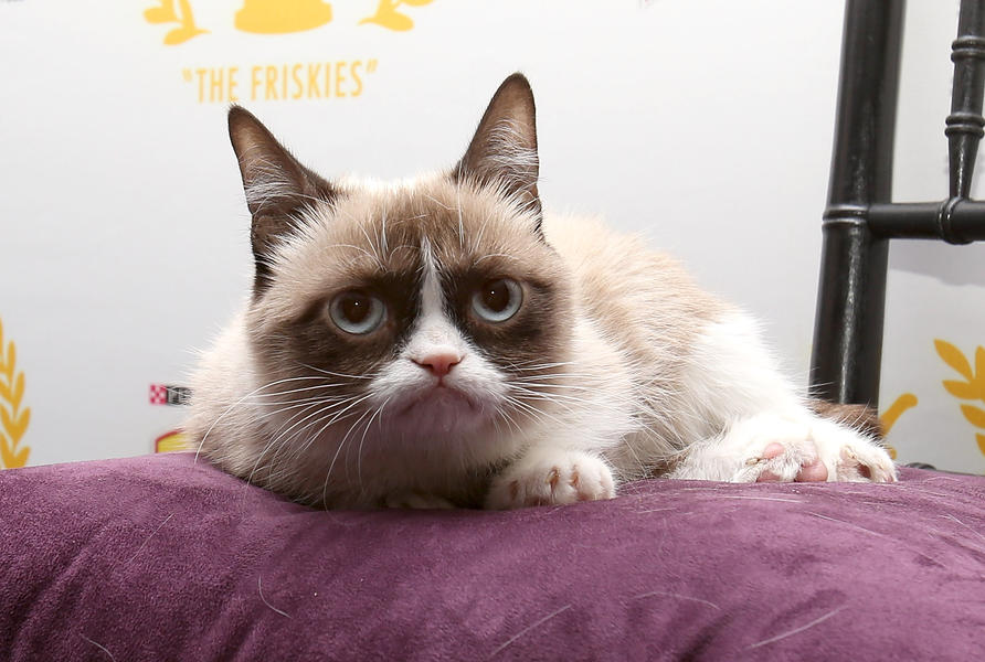 We have no one to blame but ourselves for the Grumpy Cat movie