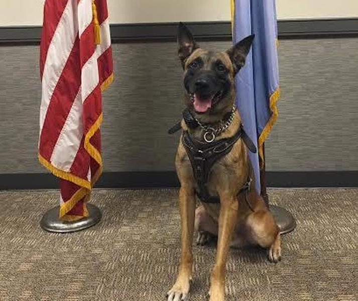 Secret Service dogs who nabbed White House fence jumper back in action