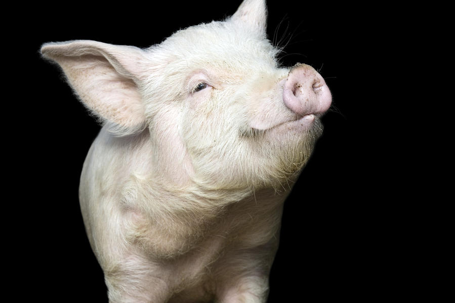U.S. Airways told one pig it could not fly after the animal became &#039;disruptive&#039;