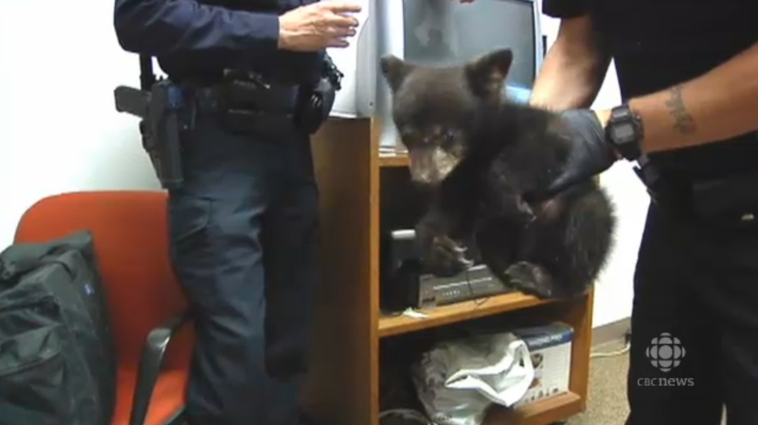 Oregon police &#039;detain&#039; adorable, orphaned bear cub overnight