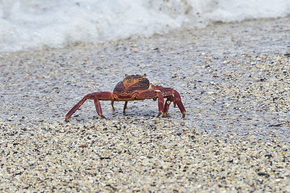 Grant swarm of crabs leaves scientists stumped. 