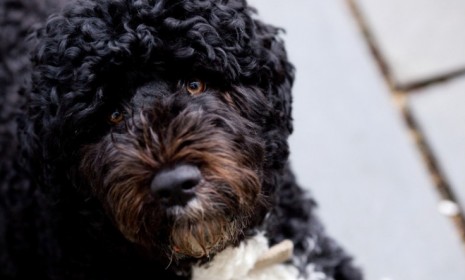 Bo Obama, the First Family&#039;s Portuguese Water Dog