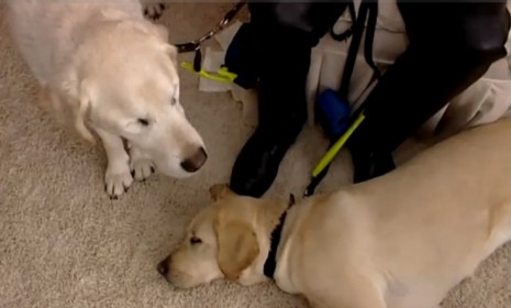 The new seeing eye dog, Opal, sitting at his owner&#039;s feet has become fast friends with Edward (left) who recently went blind. 
