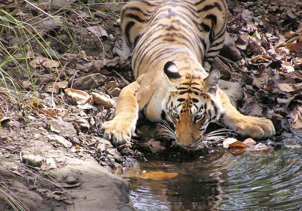 A tigress stops for a drink at the Kanha reserve.