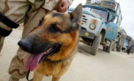 Brit, a bomb-sniffing military dog, searches for explosives in Afghanistan: The American commando team that killed Osama bin Laden on Sunday included a similar &quot;war dog.&quot;
