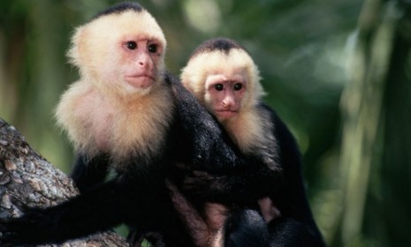 A British housewife claims that when she was about 5, she spent five years living as part of a pack of capuchin monkeys in a Colombian jungle.