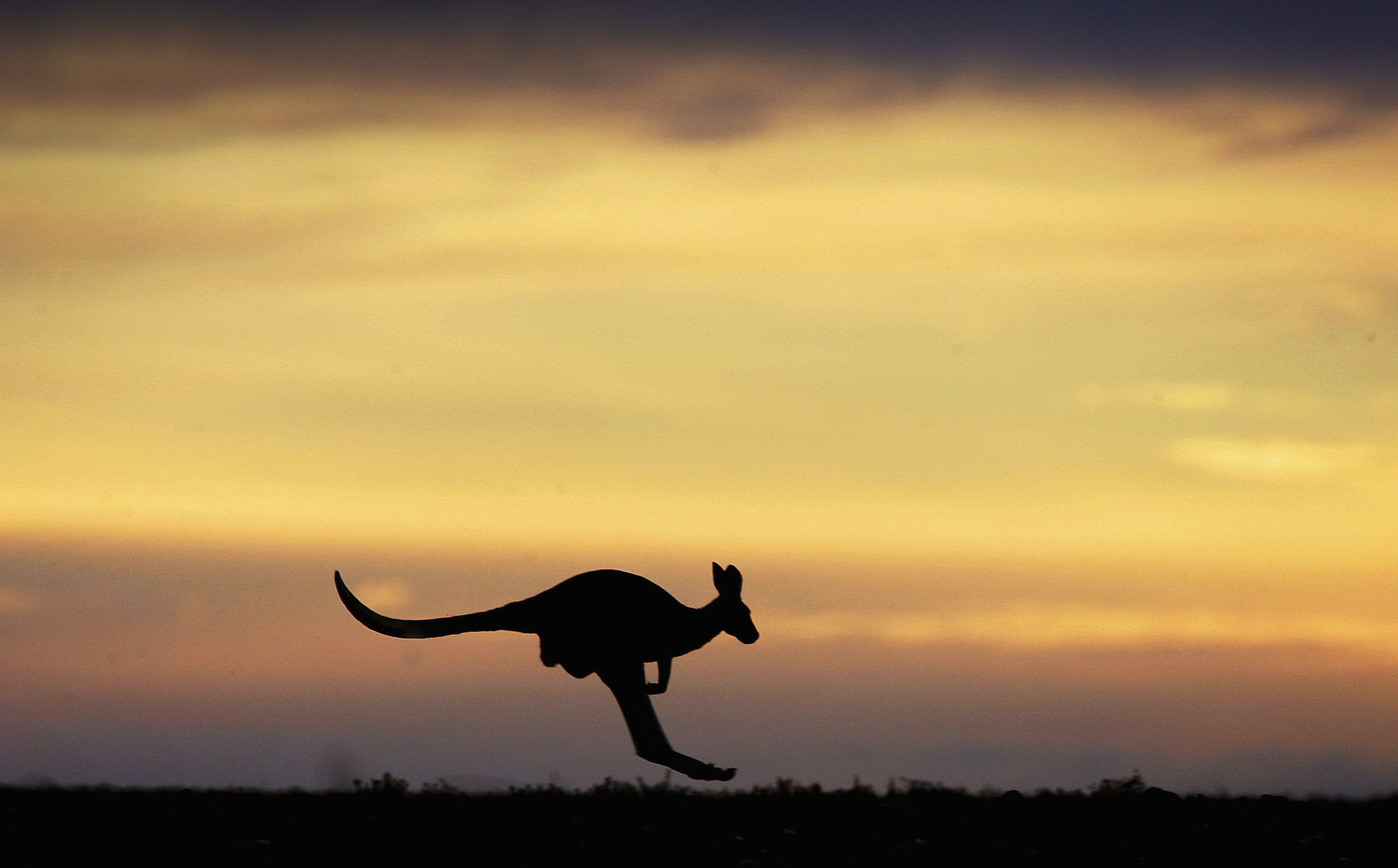 A kangaroo.