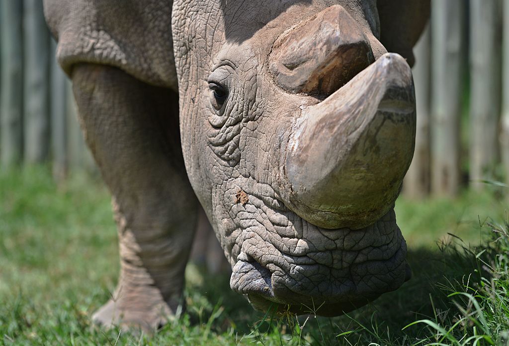 Sudan, the last living male northern white rhino, is dead at 45