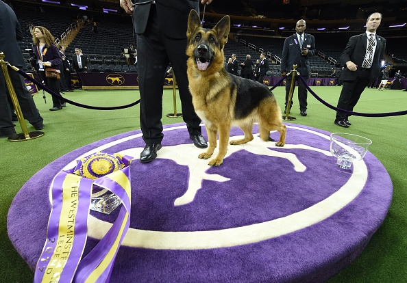 Rumor the Best in Show winner at the Westminster Kennel Club Dog Show.
