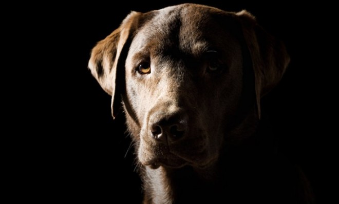 A 6-year-old Labrador mix (not pictured) can rest easy now that he&#039;s protected under a new law.