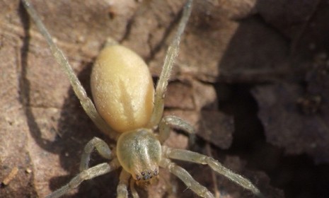 A regional, gas-loving spider (yellow sac, pictured) is causing a raucous for Mazda, which has to recall 52,000 of its cars to save drivers from gas leaks or worse.