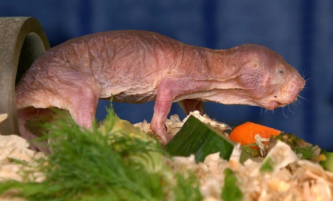 The modest mole rat 