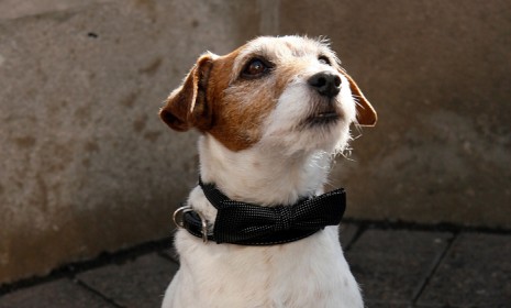 Uggie, the dog star of the Oscar nominated &quot;The Artist,&quot; is set to retire after a notable career and whirlwind year in Hollywood.