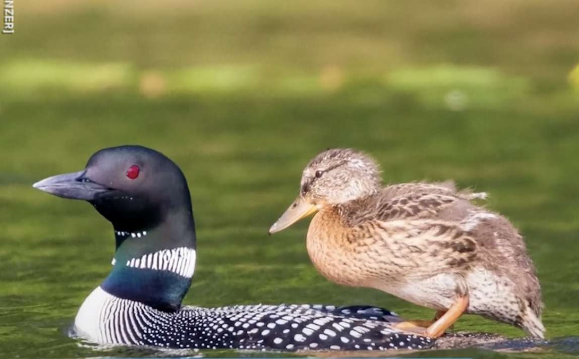 A loon with a duckling on its back.