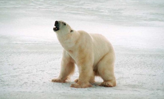 Say goodbye to your home, polar bears: Unless the U.N. takes radical steps, the world is likely to cross into the no-turning-back phase of global warming.