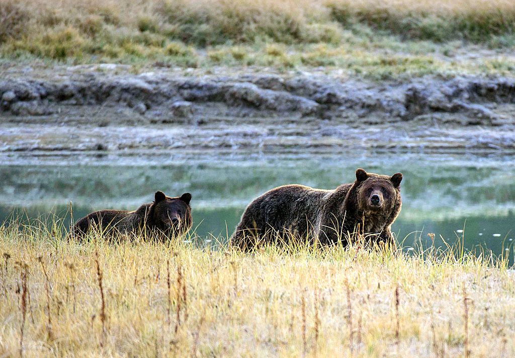 Grizzly bears in Yellowstone.