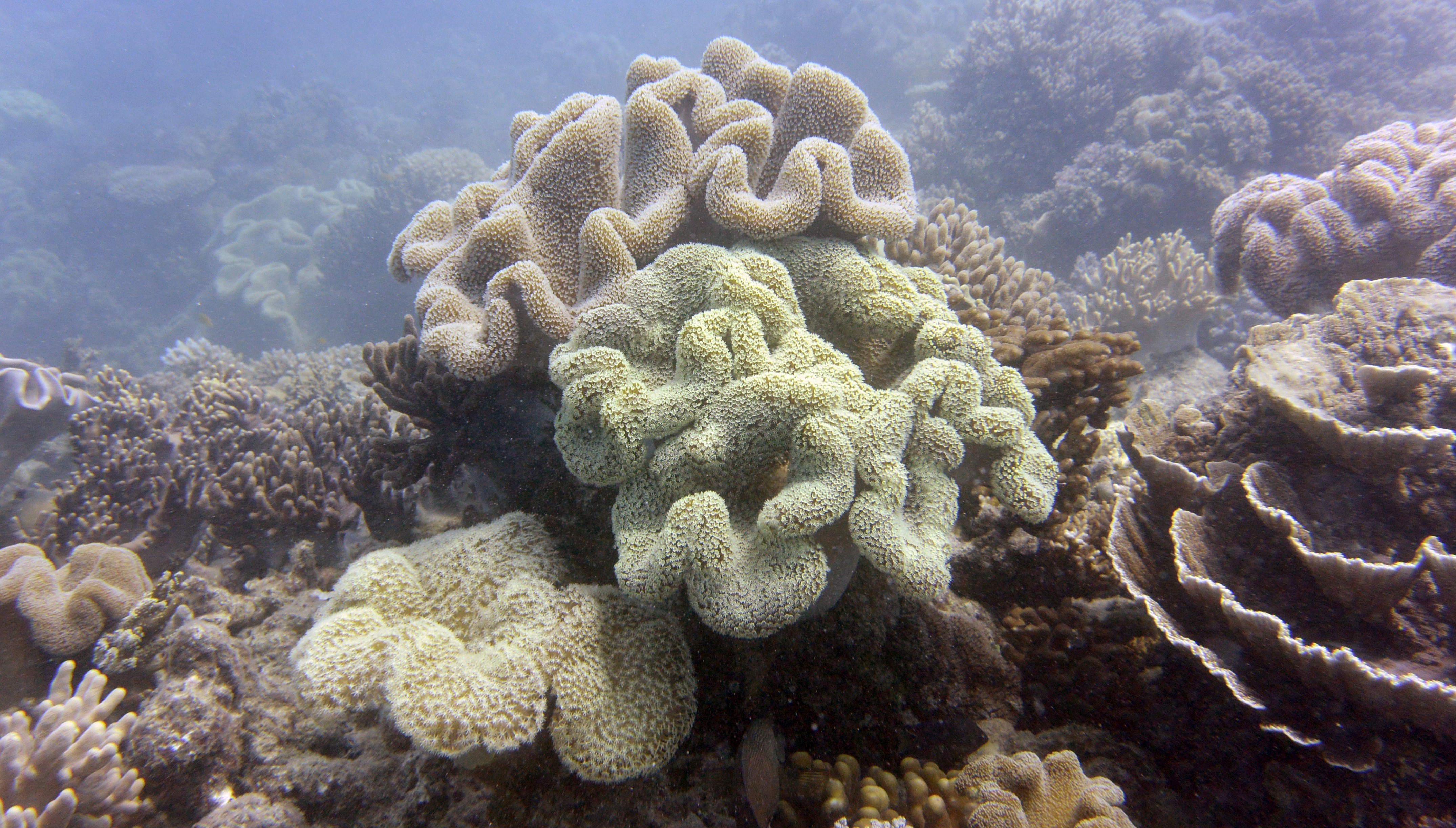 Great Barrier Reef. 