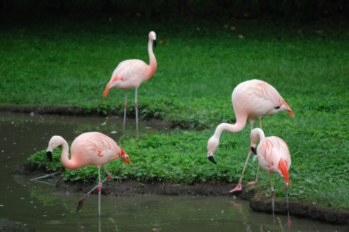 Somebody is beheading the Frankfurt Zoo&#039;s flamingos