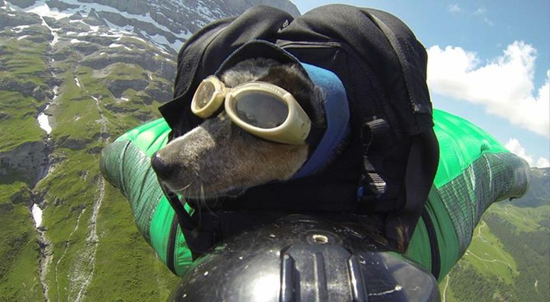 Meet Whisper, the dog who jumps off cliffs and lives to bark about it