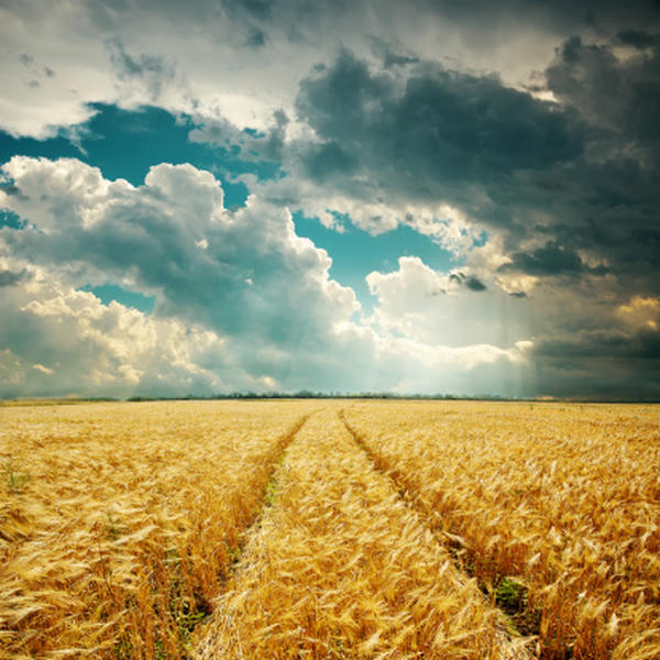 Food crops will take a hit as atmospheric carbon dioxide levels rise