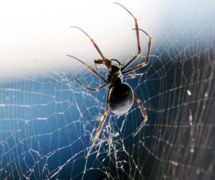 Man tries to kill spider, burns his house down