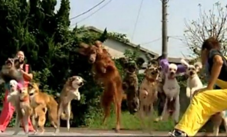 Sit, roll over, jump... rope? A group of dogs in Japan are showing humans how skipping rope is done.