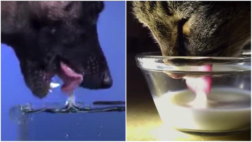 Science explains why cats are so much neater drinkers than dogs