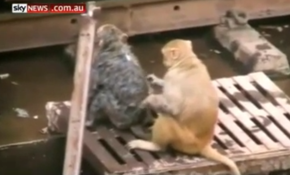Monkey hailed as a hero after saving another monkey&#039;s life