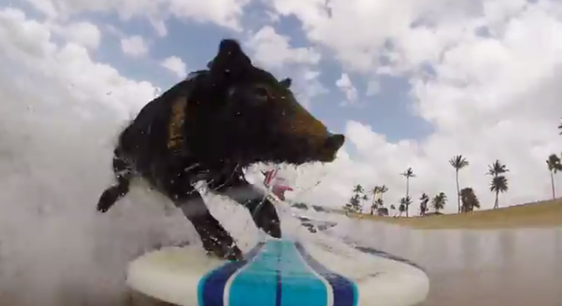 Let&#039;s watch Kama the surfing pig catch a wave