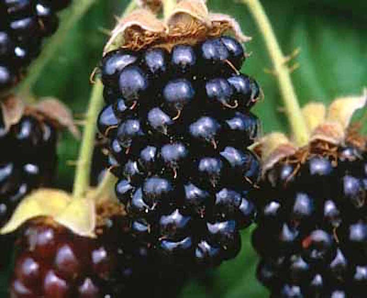 Before Washington, D.C., had Marion Barry, Oregon had the marionberry