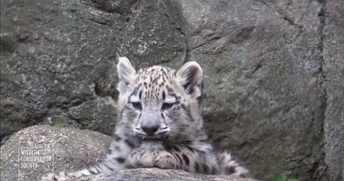 Watch these rare snow leopard cubs make their debut