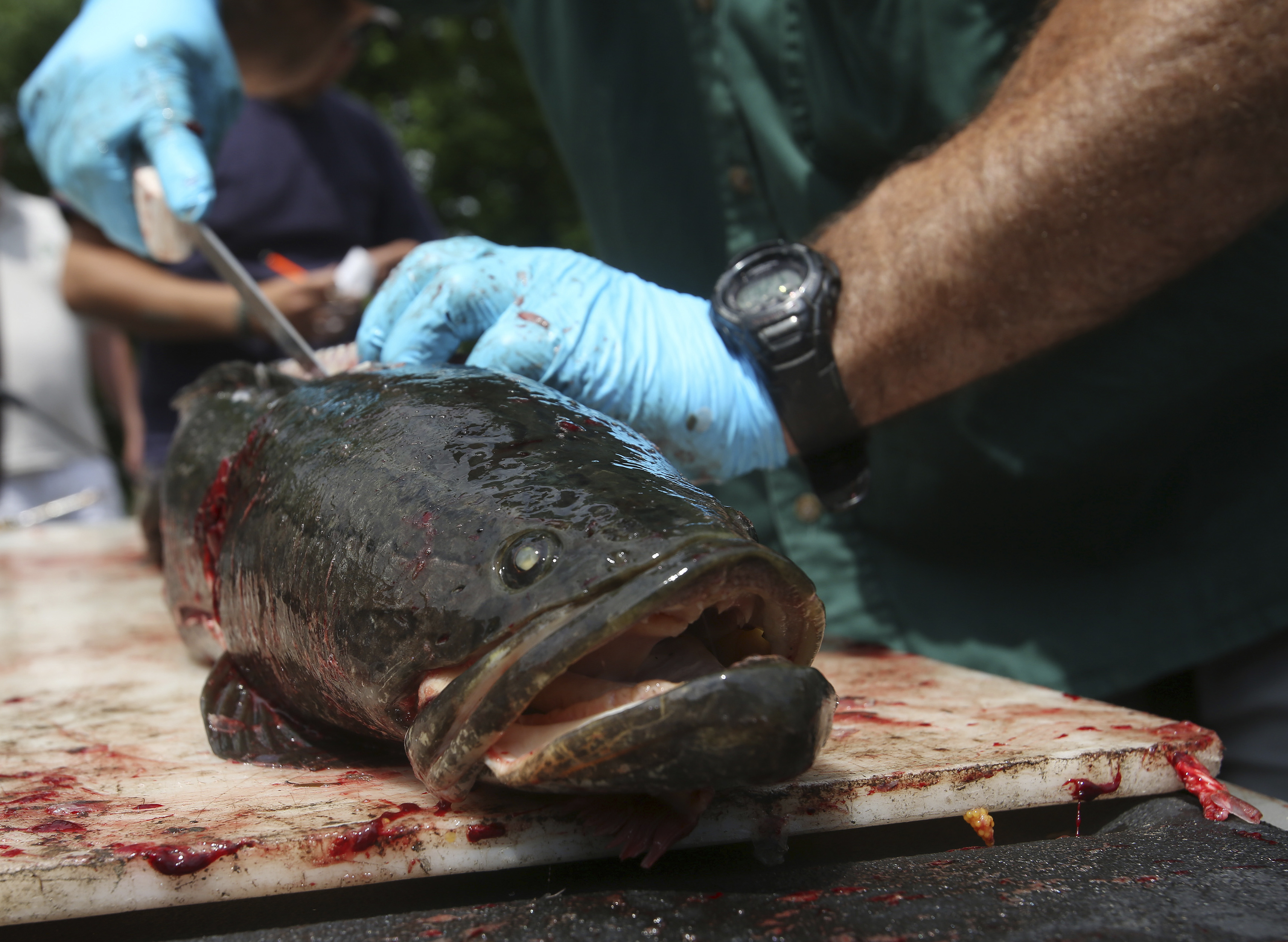 A large northern snakehead fish is dissected and filleted before becoming a delicious dinner.