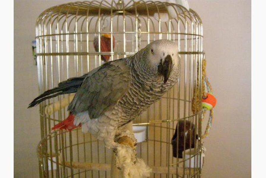 British parrot comes back from 4-year journey speaking Spanish